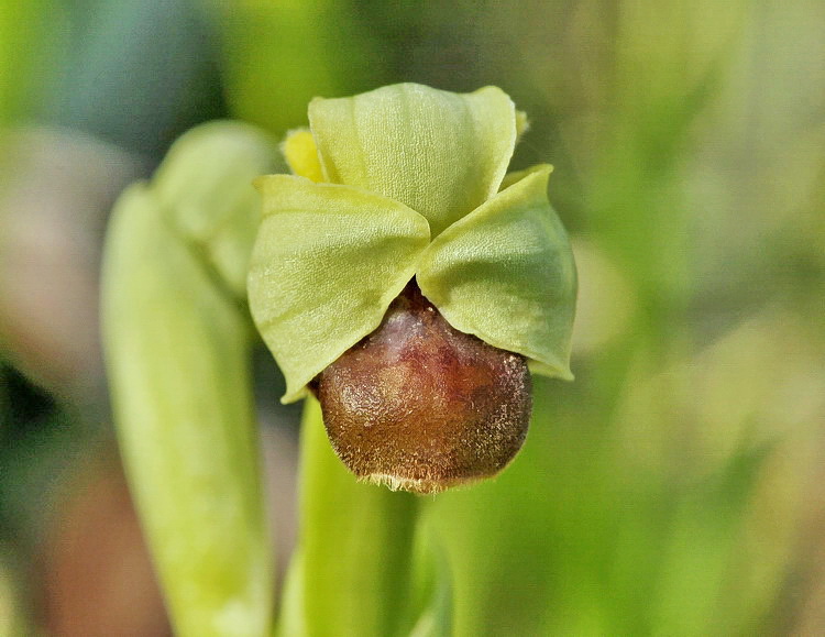 Orchidee del Chianti 2009